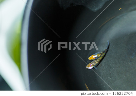 Medaka Kissing Light System 136232704