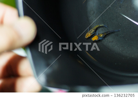 Medaka Kissing Light System 136232705