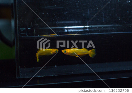 Medaka Kissing Light System 136232706