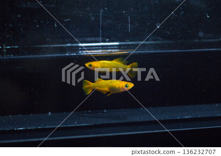 Medaka Kissing Light System 136232707