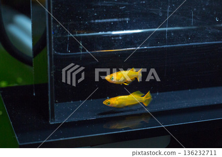 目高鮫親吻光系統 136232711