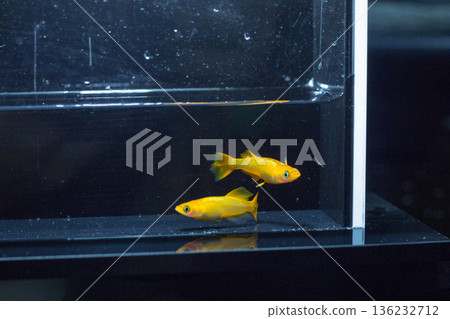 目高鮫親吻光系統 136232712