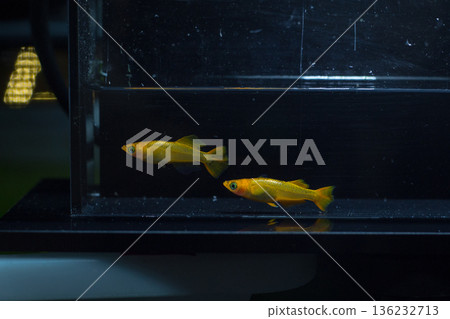 目高鮫親吻光系統 136232713