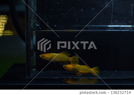 目高鮫親吻光系統 136232714