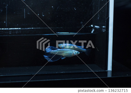 目高鮫親吻光系統 136232715