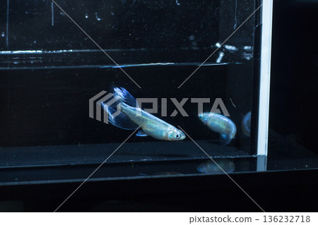 Medaka Kissing Light System 136232718