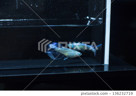 目高鮫親吻光系統 136232719