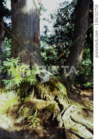 Giant trees and shrines in the forest | The tranquil nature of Minano Town and the pristine scenery of Japan 136232758