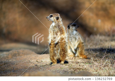 一隻狐獴站起身來，眺望遠方，留意著周圍的事物。 136232769