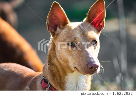 A close-up headshot portrait shot of a brown Podenco Andaluz, or warren hound dog, wearing a collar in a countryside field 136232922