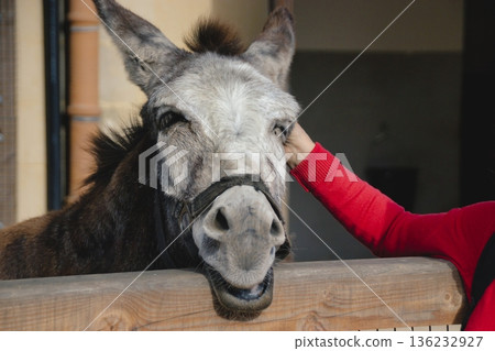 Close-up of a happy donkey being stroked by a person at an animal sanctuary, looking directly at the camera Close-up of a happy donkey being stroked by a person at an animal sanctuary, looking directly at the camera 136232927