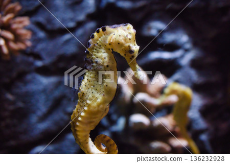A single bright yellow seahorse swimming in the sea with a rocky background A single bright yellow seahorse swimming in the sea with a rocky background 136232928