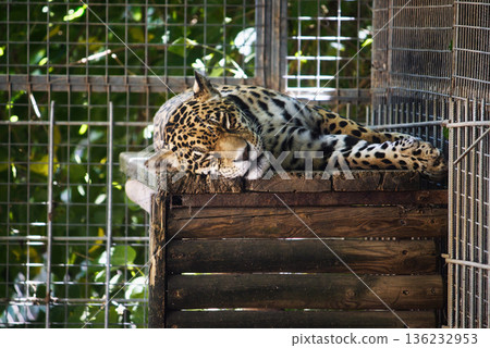 A captive jaguar sleeping in a cage in a zoo 136232953