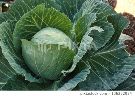 Close-up shot of a single cabbage bush with large ovary growing in a vegetable patch in an organic agricultural field on farmland Close-up shot of a single cabbage bush with large ovary growing in a vegetable patch in an organic agricultural field on farmland 136232954