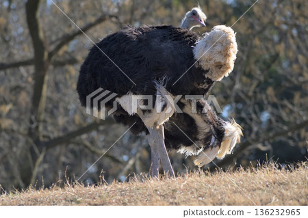 An ostrich stretching its wings and preening itself 136232965