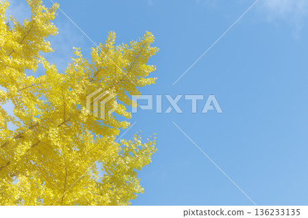 Yellow autumn ginkgo leaves 04 Yellow autumn ginkgo leaves 04 136233135