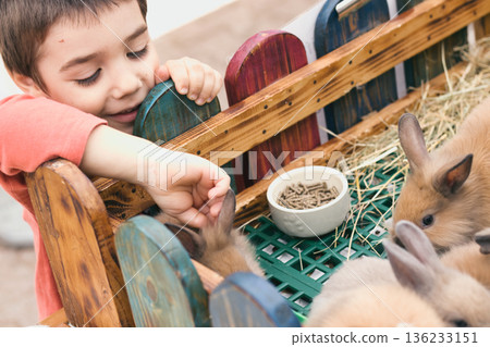 A young boy petting a cute fluffy bunny rabbit in an enclosure, animal-assisted therapy concept 136233151