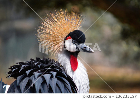 Close-up profile portrait headshot of a Grey Crowned Crane with copyspace 136233157