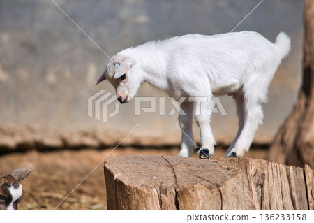 A white baby pygmy goat kid playing on a tree trunk on a farm in the countryside 136233158