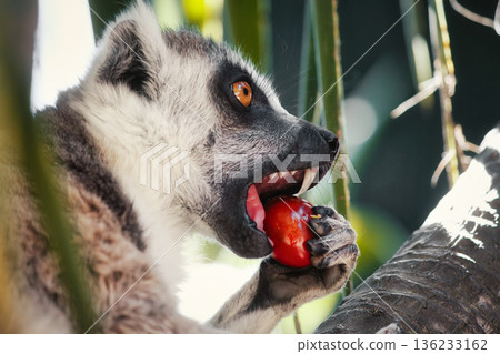 Close-up head-shot portrait of a ring-tailed lemur with furry ears in a tree biting a red tomato, looking away from camera Close-up head-shot portrait of a ring-tailed lemur with furry ears in a tree biting a red tomato, looking away from camera 136233162