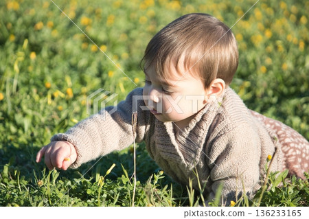 A young male toddler playing with the grass outdoors in a green field 136233165