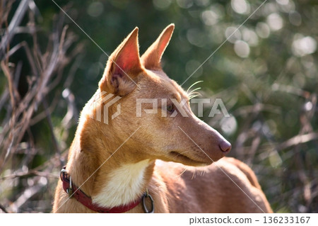 A close-up headshot portrait shot of a brown Podenco Andaluz, or warren hound dog, wearing a collar in a countryside field 136233167
