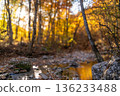 Autumn, forest, river, tranquil sunlit scene in a vibrant fall woodland with a flowing stream and copy space 136233488