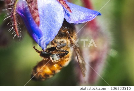 Close up macro shot of a honey bee (Apis mellifera) half inside a blue or purple borage flower, collecting pollen with his head buried in the bloom 136233510