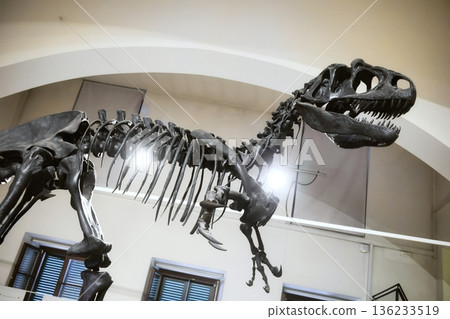 The skeleton of a full-length Tyrannosaurus Rex dinosaur showing the bones 136233519
