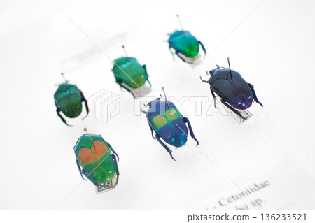 Close-up of a collection of flower chafers, scarab beetles (cetoniidae) pinned and displayed in a glass cabinet Close-up of a collection of flower chafers, scarab beetles (cetoniidae) pinned and displayed in a glass cabinet 136233521