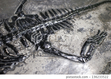 Close-up shot of a Keichousaurus marine reptile fossil set in stone Close-up shot of a Keichousaurus marine reptile fossil set in stone 136233522
