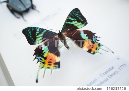 A preserved swallowtail moth with brightly colored markings pinned in a glass display cabinet 136233526
