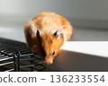 Hamster, pet, rodent, cute golden hamster peeking from cage onto windowsill in bright sunlight 136233554