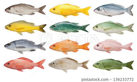Variety of Freshwater Fish Showcasing Distinct Colors and Patterns on a White Background for Nature Lovers 136233772