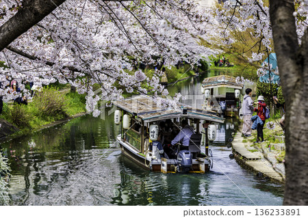 Fushimi Jikkokubune Cherry Blossom Scenery 136233891