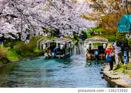 Fushimi Jikkokubune Cherry Blossom Scenery 136233892