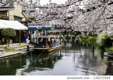 伏見直國船櫻花景色 136233899