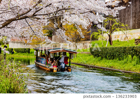 伏見直國船櫻花景色 伏見直國船櫻花景色 136233903