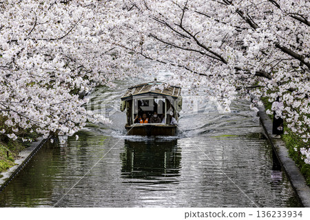 伏見直國船櫻花景色 伏見直國船櫻花景色 136233934