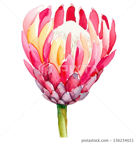 Watercolor protea flower pink petal botanical art blooming plant stem delicate painting 136234021