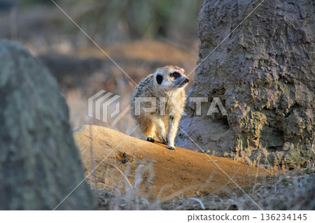A meerkat watches the winter sun disappear into the western trees 136234145