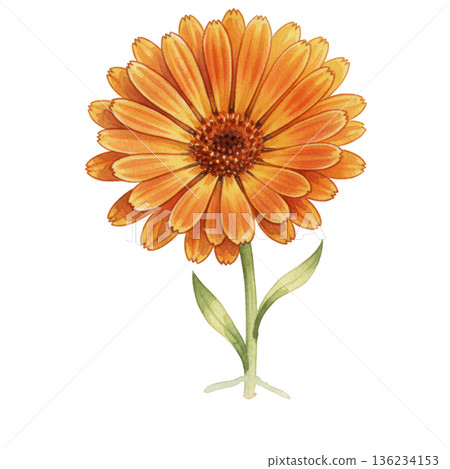 Watercolor calendula flower orange petal botanical art herb plant healing calm mood 136234153