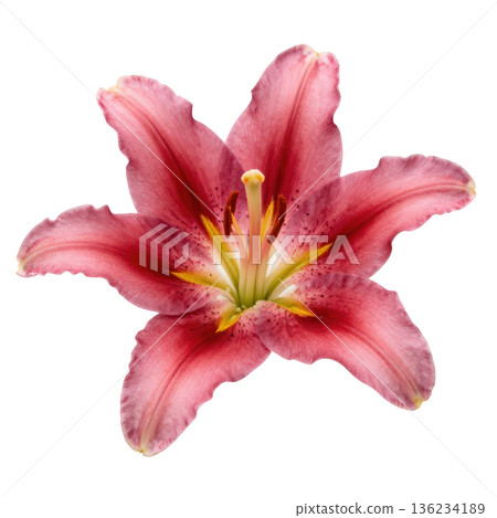 Pink lily flower, lily petal, lily stamen, fresh lily bloom, soft floral beauty 136234189