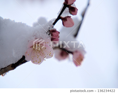 美麗的紅梅花“紅葉梅”在1月下雪的時候盛開。 136234422