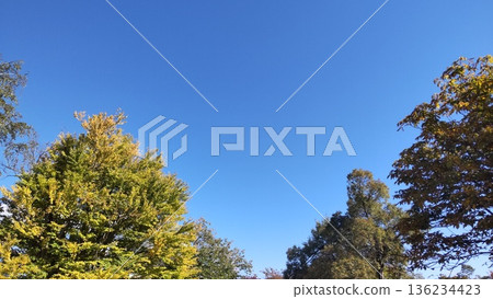 在秋天的天空開始變色的樹木 在秋天的天空開始變色的樹木 136234423