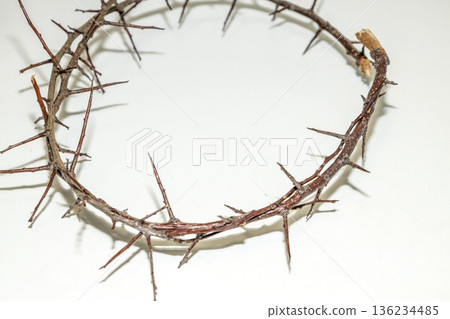 A branch with very sharp thorns in white background. Thorns for the frame to use in design A branch with very sharp thorns in white background. Thorns for the frame to use in design 136234485