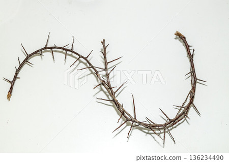 A branch with very sharp thorns in white background. Thorns for the frame to use in design A branch with very sharp thorns in white background. Thorns for the frame to use in design 136234490
