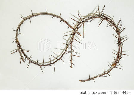 A branch with very sharp thorns in white background. Thorns for the frame to use in design A branch with very sharp thorns in white background. Thorns for the frame to use in design 136234494
