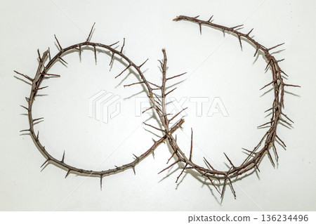 A branch with very sharp thorns in white background. Thorns for the frame to use in design 136234496