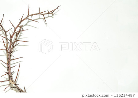 A branch with very sharp thorns in white background. Thorns for the frame to use in design A branch with very sharp thorns in white background. Thorns for the frame to use in design 136234497
